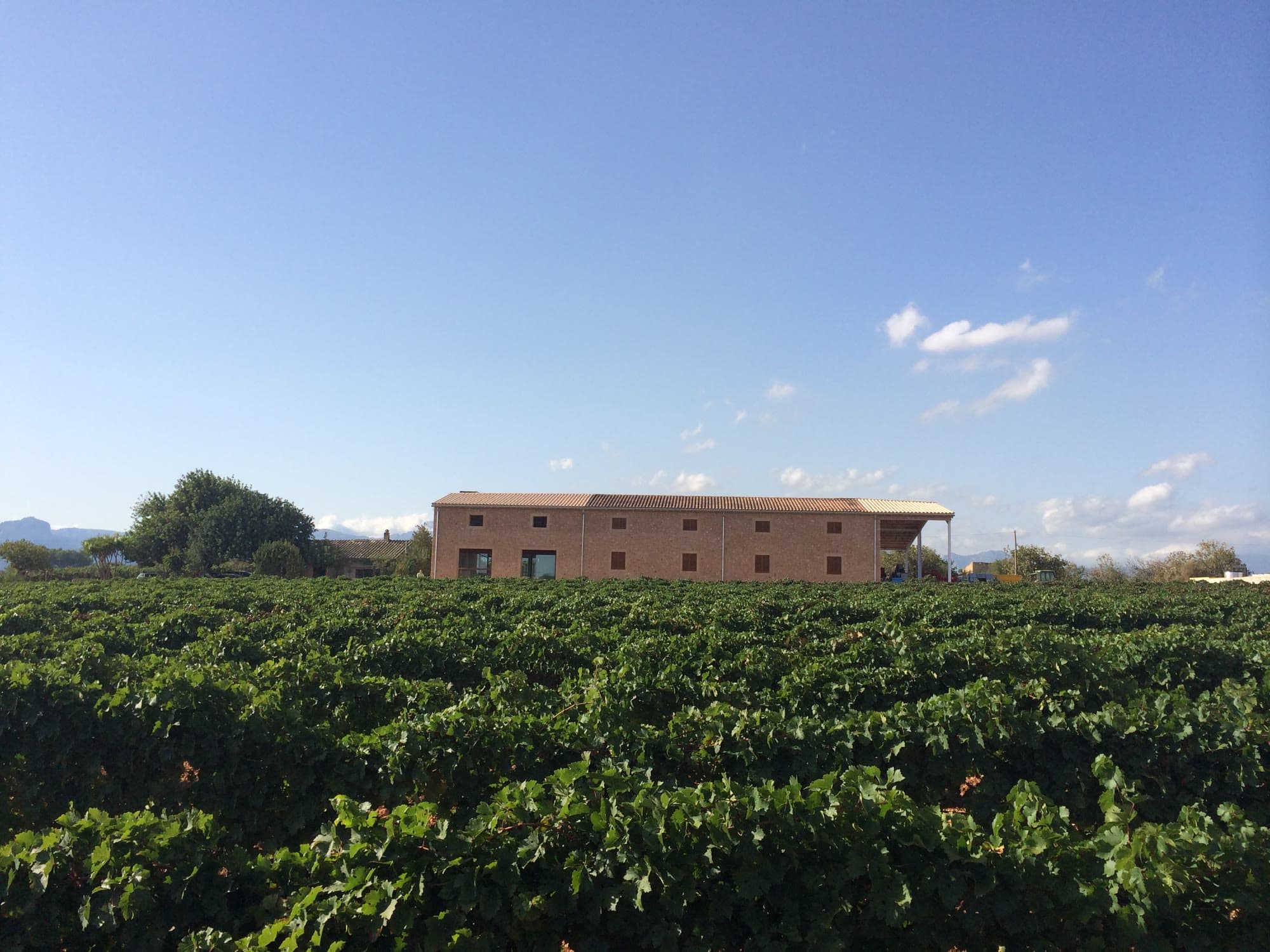 The present-day stone winery amid the green vineyards