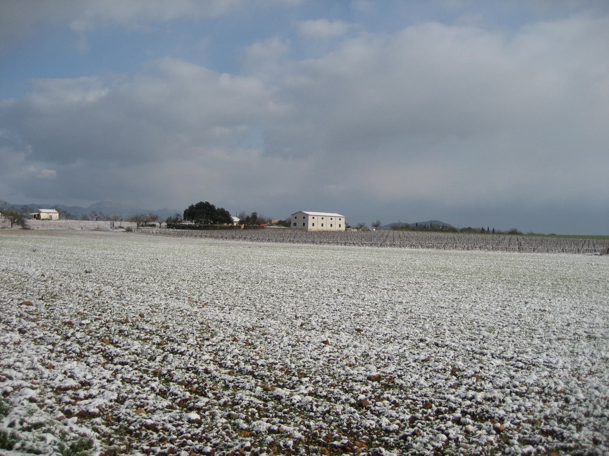 The finca and vines under a rare snowfall