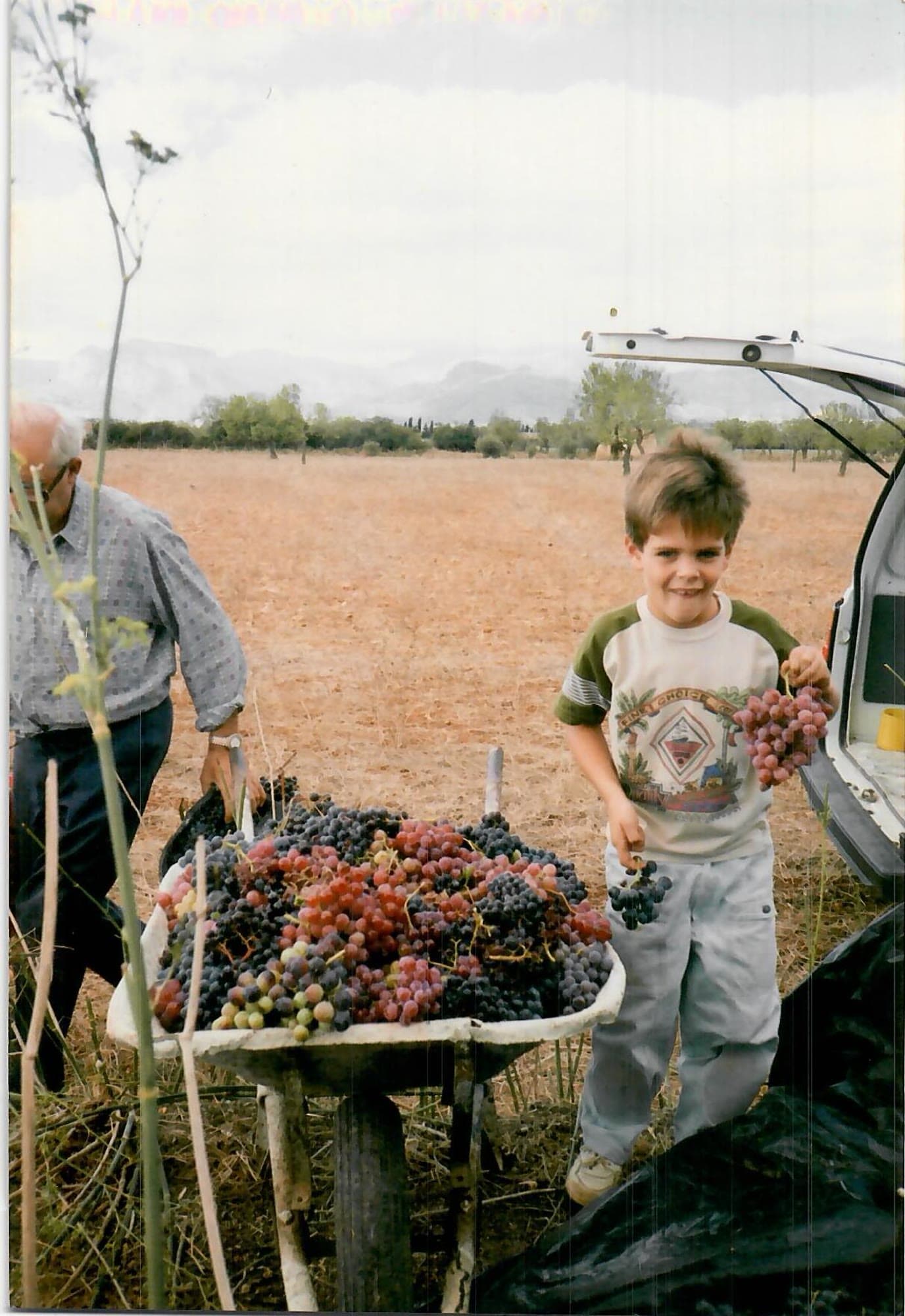 A boy with the first harvest's grapes beside the wheelbarrow
