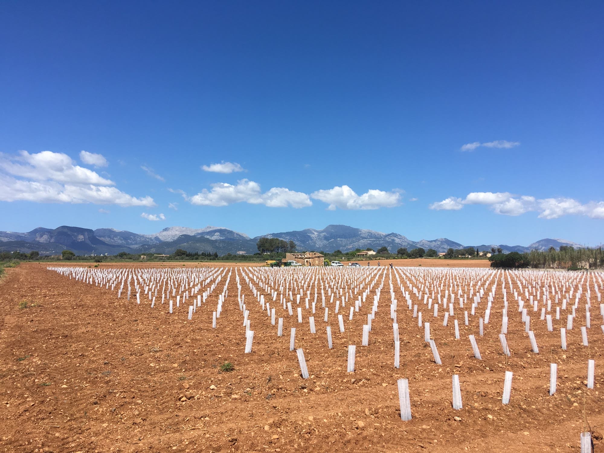 Newly planted vineyard with rows of grow-tubes